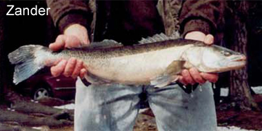 Bild Zander gefangen im Edlesberger See- Fischen im Waldviertel Niederösterreich